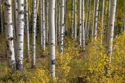 Kebler Pass