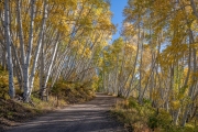 Aspens, San Juan Range