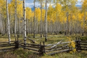 Aspens, San Juan Range