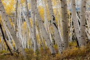 Aspens, San Juan Range