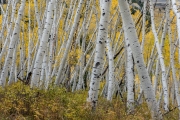 Aspens, San Juan Range