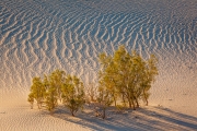 Mesquite Dunes