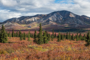 tiaga, Denali National Park