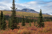 tiaga, Denali National Park