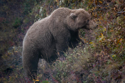 brown bear