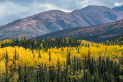 aspens, Denali National Park