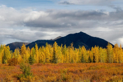 aspens, Broad Pass