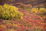 tiaga, Denali National Park