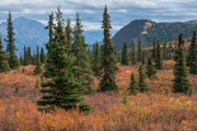 tiaga, Denali National Park