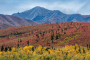 tiaga, Denali National Park