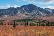 tiaga, Denali National Park