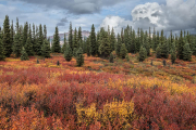 tiaga, Denali National Park