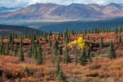 Denali Highway