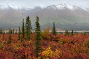 tiaga in the rain, Denali Highway
