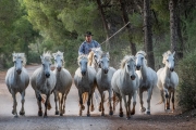 Camargue horses and guardian