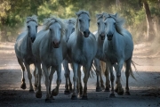 Camargue horses