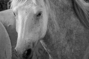 Camargue horse