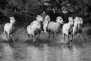 Camargue horses
