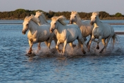Camargue horses