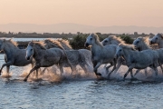 Camargue horses