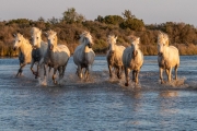 Camargue horses