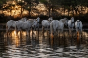 Camargue horses