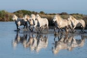Camargue horses