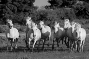 Camargue horses