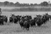 black bulls, Camargue