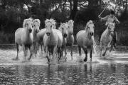 Camargue horses and guardian