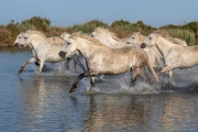 Camargue horses