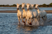 Camargue horses