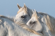 Camargue horses