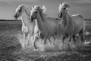 Camargue horses