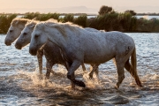 Camargue horses