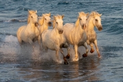 Camargue horses