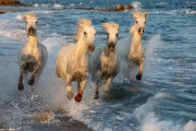 Camargue horses