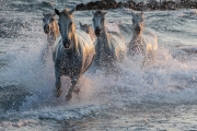 Camargue horses