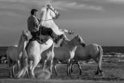 Camargue horses and guardian