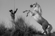 Camargue stallion and guardian