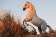Camargue stallion