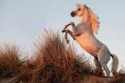 Camargue stallion