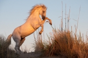 Camargue stallion