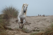 Camargue stallion