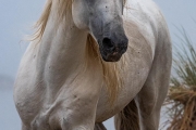 Camargue stallion