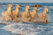 Camargue horses