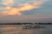 Camargue horses