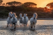 Camargue horses