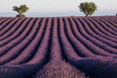 Provence