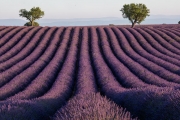 lavender, Valensole